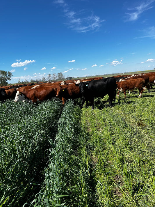 Grazing Season has Arrived!