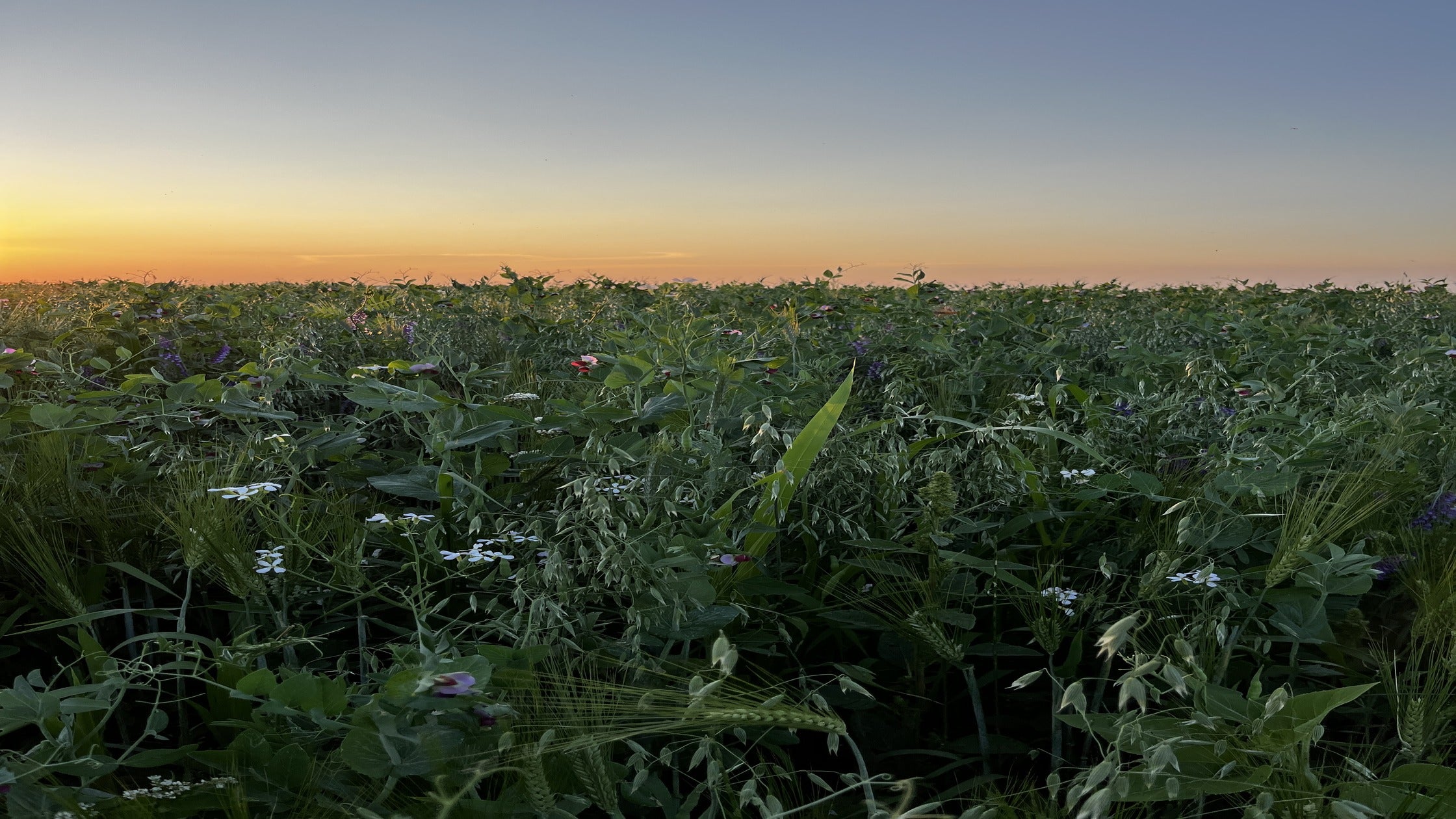 Advantages of Polycropping | Gemstone Grass Fed Beef