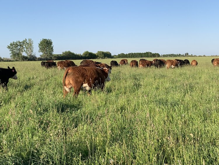 Gemstone Grass Fed Beef in the Winter