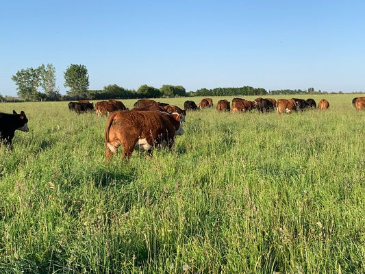 Gemstone Grass Fed Beef in the Winter