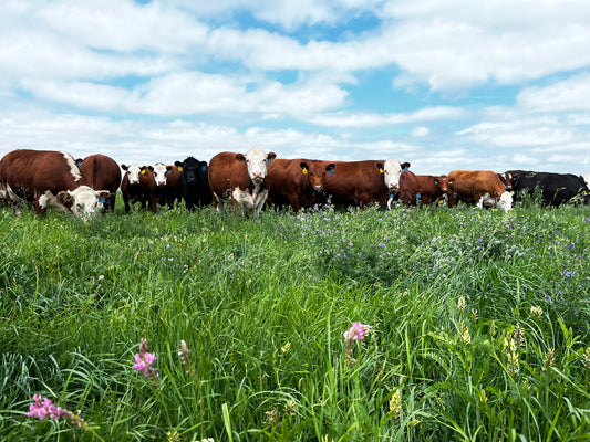 Is Grass-Fed Beef Really Healthier than Grain-Fed?